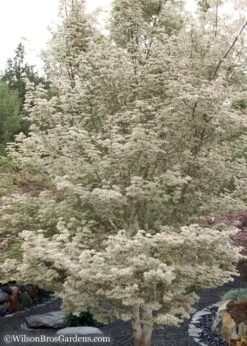Ukigumo Floating Cloud Ghost Japanese Maple - 7 Gallon Pot -Plant Outlet Store Japanese Maple Okigumo 15