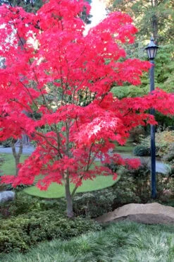 New Release 11 Osakazuki Japanese Maple - 1 Gallon Pot