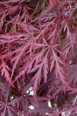 Red Dragon Dwarf Japanese Maple - 3 Gallon Pot 15 Red Dragon Dwarf Japanese Maple - 3 Gallon Pot -Plant Outlet Store Japanese Maple Red Dragon 11
