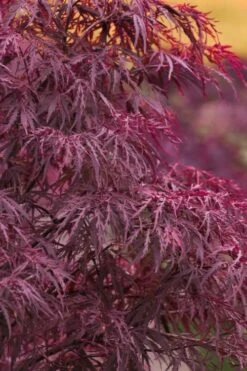 Plant Outlet Store 14 Red Dragon Dwarf Japanese Maple - 3 Gallon Pot