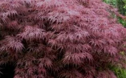 Red Dragon Dwarf Japanese Maple - 1 Gallon Pot 16 Red Dragon Dwarf Japanese Maple - 1 Gallon Pot -Plant Outlet Store Japanese Maple Red Dragon 3 1