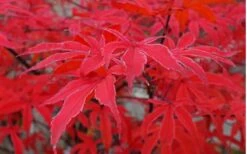 Shirazz Japanese Maple - 5 Gallon Pot (2-3') 15 Shirazz Japanese Maple - 5 Gallon Pot (2-3') -Plant Outlet Store Japanese Maple Shirazz 10