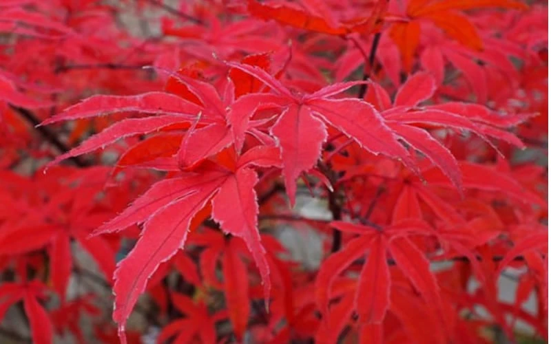 Shirazz Japanese Maple - 5 Gallon Pot (2-3') 9 Shirazz Japanese Maple - 5 Gallon Pot (2-3') - Image 7