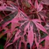 Shirazz Japanese Maple - 5 Gallon Pot (2-3') -Plant Outlet Store Japanese Maple Shirazz 12