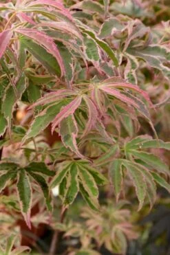 Shirazz Japanese Maple - 5 Gallon Pot (2-3') 14 Shirazz Japanese Maple - 5 Gallon Pot (2-3') -Plant Outlet Store Japanese Maple Shirazz 13