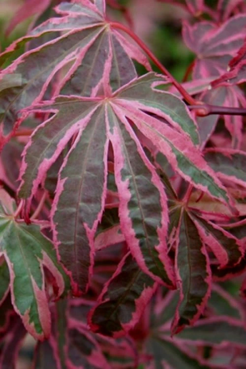 Shirazz Japanese Maple - 5 Gallon Pot (2-3') 7 Shirazz Japanese Maple - 5 Gallon Pot (2-3') - Image 5