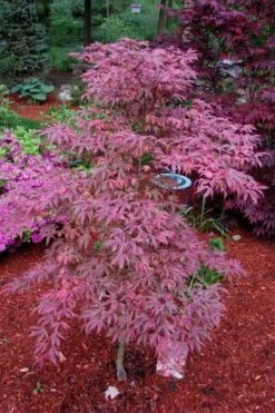 Shirazz Japanese Maple - 5 Gallon Pot (2-3') 12 Shirazz Japanese Maple - 5 Gallon Pot (2-3') -Plant Outlet Store Japanese Maple Shirazz 7