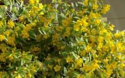 Butterscotch Yellow Jasmine (Jessamine) - Gelsemium Sempervirens - 1 Gallon Pot -Plant Outlet Store Jasmine Butterscotch 51