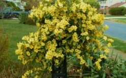Butterscotch Yellow Jasmine (Jessamine) - Gelsemium Sempervirens - 1 Gallon Pot -Plant Outlet Store Jasmine Butterscotch 52