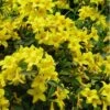 Butterscotch Yellow Jasmine (Jessamine) - Gelsemium Sempervirens - 1 Gallon Pot 2 Butterscotch Yellow Jasmine (Jessamine) - Gelsemium Sempervirens - 1 Gallon Pot -Plant Outlet Store Jasmine Butterscotch Rev 500x750 1
