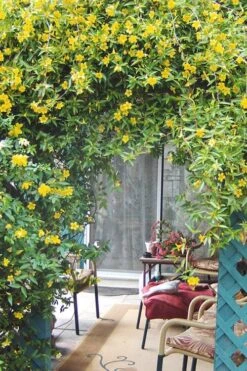 Duet Yellow Jasmine (Jessamine) - 2 Gallon Pot 12 Duet Yellow Jasmine (Jessamine) - 2 Gallon Pot -Plant Outlet Store Jasmine Duet 9