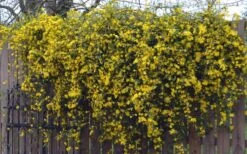 Duet Yellow Jasmine (Jessamine) - 2 Gallon Pot 14 Duet Yellow Jasmine (Jessamine) - 2 Gallon Pot -Plant Outlet Store Jasmine Duet On Fence