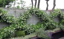 Madison Confederate Jasmine - 6 Pack Of 1 Gallon Pots 12 Madison Confederate Jasmine - 6 Pack Of 1 Gallon Pots -Plant Outlet Store Jasmine Madison 12 1