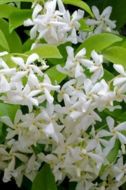 Plant Outlet Store 18 Madison Confederate Jasmine - 1 Gallon Pot