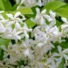 Madison Confederate Jasmine - 6 Pack Of 1 Gallon Pots 1 Madison Confederate Jasmine - 6 Pack Of 1 Gallon Pots -Plant Outlet Store Jasmine Madison Rev 500x750 2