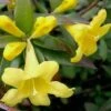 Swamp Carolina Jasmine (Jessamine) - Gelsemium Rankinii - 2 Gallon Pot -Plant Outlet Store Jasmine Rankinii Swamp Jessamine 10