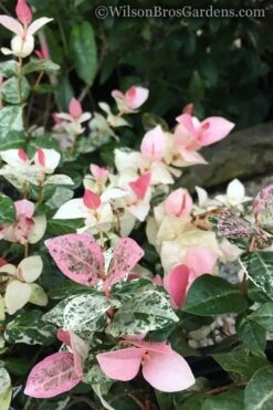 Snow N Summer Asiatic Jasmine - 6 Pack Of 1 Gallon Pots 11 Snow N Summer Asiatic Jasmine - 6 Pack Of 1 Gallon Pots -Plant Outlet Store Jasmine Snow n Summer 20