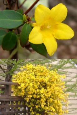 Swamp Carolina Jasmine (Jessamine) - Gelsemium Rankinii - 2 Gallon Pot -Plant Outlet Store Jasmine rankinii Swamp Jessamine 1