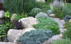 Blue Star Juniper - 2 Gallon Pot -Plant Outlet Store Juniper Blue Star 14