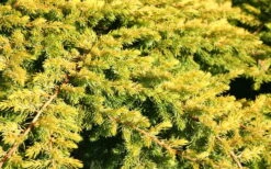 All Gold Golden Pacific Juniper - 2 Gallon Pot -Plant Outlet Store Juniper Golden Pacific 10 1