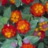 Cosmic Firestorm Lantana - 1 Gallon Pot -Plant Outlet Store Lantana Cosmic Firestorm 1