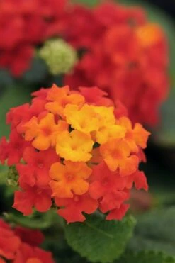 Cosmic Firestorm Lantana - 1 Gallon Pot -Plant Outlet Store Lantana Little Lucky Red 500x750 1
