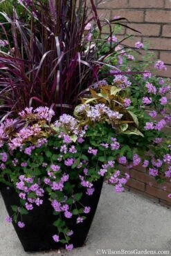 Trailing Lavender Lantana - 5 Pack Of Pint Pots 14 Trailing Lavender Lantana - 5 Pack Of Pint Pots -Plant Outlet Store Lantana Trailing Lavender 16