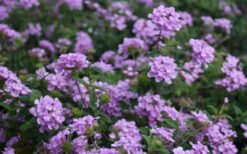Trailing Lavender Lantana - 5 Pack Of Pint Pots 18 Trailing Lavender Lantana - 5 Pack Of Pint Pots -Plant Outlet Store Lantana Trailing Lavender 2