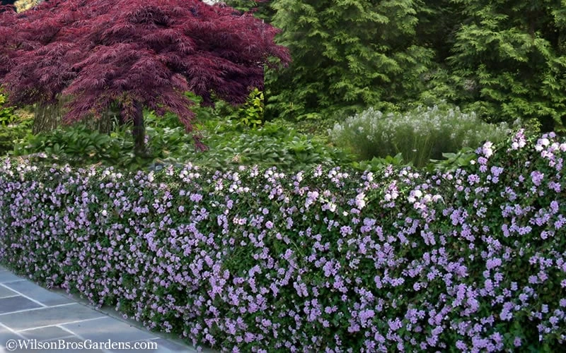 Trailing Lavender Lantana - 5 Pack Of Pint Pots 9 Trailing Lavender Lantana - 5 Pack Of Pint Pots - Image 7