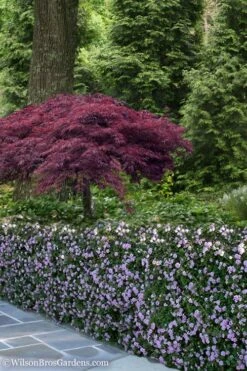 Trailing Lavender Lantana - 5 Pack Of Pint Pots 15 Trailing Lavender Lantana - 5 Pack Of Pint Pots -Plant Outlet Store Lantana Trailing Lavender 23