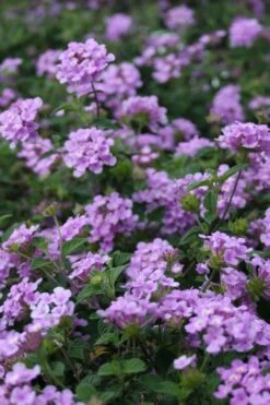 Trailing Lavender Lantana - 5 Pack Of Pint Pots 16 Trailing Lavender Lantana - 5 Pack Of Pint Pots -Plant Outlet Store Lantana Trailing Lavender 500x750 1