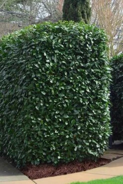 Schip Laurel (Prunus Laurocersasus 'Schipkaensis') - 5 Gallon Pot 11 Schip Laurel (Prunus Laurocersasus 'Schipkaensis') - 5 Gallon Pot -Plant Outlet Store Laurel Schip 2