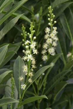 Schip Laurel (Prunus Laurocersasus 'Schipkaensis') - 5 Gallon Pot 13 Schip Laurel (Prunus Laurocersasus 'Schipkaensis') - 5 Gallon Pot -Plant Outlet Store Laurel Schip 3