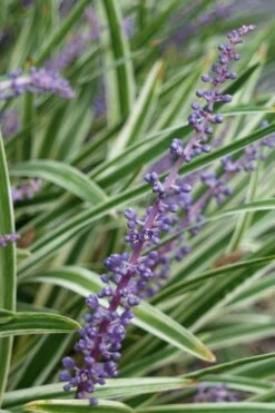 Variegated Liriope - Monkey Grass / Lilyturf - 6 Pack Of Pint Pots -Plant Outlet Store Liriope Variegata 7