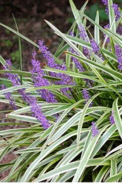 Variegated Liriope - Monkey Grass / Lilyturf - 6 Pack Of Pint Pots -Plant Outlet Store Liriope Variegated 15
