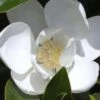Claudia Wannamaker Southern Magnolia - 7 Gallon Pot (4-5') -Plant Outlet Store Magnolia Claudia Wannamaker 1 1