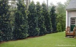 Claudia Wannamaker Southern Magnolia - 7 Gallon Pot (5-6') -Plant Outlet Store Magnolia Claudia Wannamaker 2