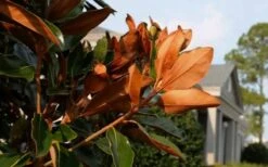 Claudia Wannamaker Southern Magnolia - 7 Gallon Pot (5-6') -Plant Outlet Store Magnolia Claudia Wannamaker 3
