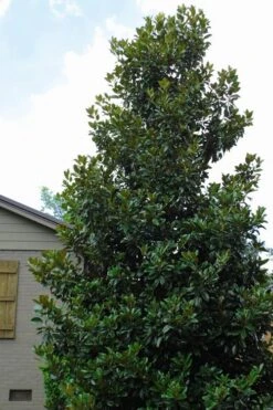 Claudia Wannamaker Southern Magnolia - 7 Gallon Pot (5-6') -Plant Outlet Store Magnolia Claudia Wannamaker 4