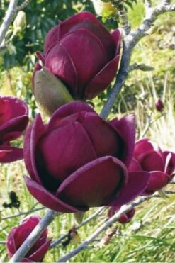 Genie Magnolia Tulip Tree - 1 Gallon Pot 19 Genie Magnolia Tulip Tree - 1 Gallon Pot -Plant Outlet Store Magnolia Genie 10