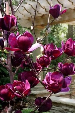 Genie Magnolia Tulip Tree - 1 Gallon Pot 15 Genie Magnolia Tulip Tree - 1 Gallon Pot -Plant Outlet Store Magnolia Genie 4