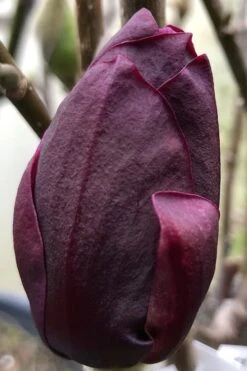 Genie Magnolia Tulip Tree - 1 Gallon Pot 17 Genie Magnolia Tulip Tree - 1 Gallon Pot -Plant Outlet Store Magnolia Genie 8