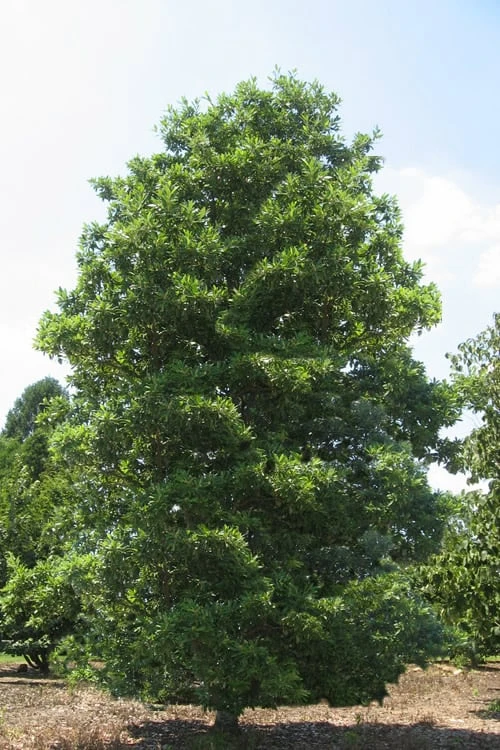 Green Shadow Sweetbay Magnolia Tree (Magnolia Virginiana) - 3 Gallon Pot (4-5') 6 Green Shadow Sweetbay Magnolia Tree (Magnolia Virginiana) - 3 Gallon Pot (4-5') - Image 4
