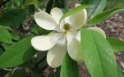 Green Shadow Sweetbay Magnolia Tree (Magnolia Virginiana) - 3 Gallon Pot (4-5') 12 Green Shadow Sweetbay Magnolia Tree (Magnolia Virginiana) - 3 Gallon Pot (4-5') -Plant Outlet Store Magnolia GreenShadow Sweet Bay Flower 2
