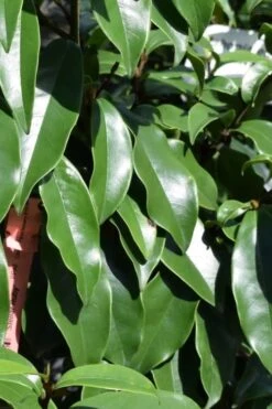 Stellar Ruby Magnolia Single Trunk Tree (Banana Shrub Hybrid) - 7 Gallon Pot (4-5') -Plant Outlet Store Magnolia Stellar Ruby 2