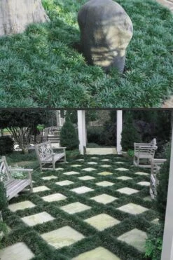 Dwarf Mondo Grass - 18 Count Flat Of Pint Pots -Plant Outlet Store Mondo Grass Dwarf Rev 500x750 2