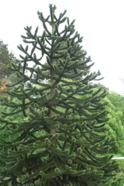Monkey Puzzle Tree - Araucaria Auracana - 5 Gallon Pot -Plant Outlet Store Monkey Puzzle Tree 2