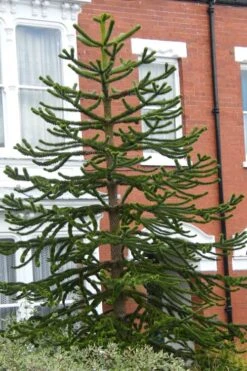 Monkey Puzzle Tree - Araucaria Auracana - 2.5 Quart Pot -Plant Outlet Store Monkey Puzzle Tree 3 1