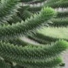 Monkey Puzzle Tree - Araucaria Auracana - 2.5 Quart Pot 2 Monkey Puzzle Tree - Araucaria Auracana - 2.5 Quart Pot -Plant Outlet Store Monkey Puzzle Tree 4 1
