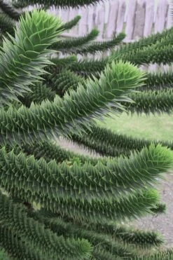 New Release 23 Monkey Puzzle Tree - Araucaria Auracana - 5 Gallon Pot